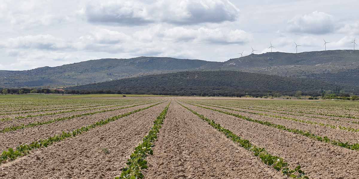 Fragole, El Pinar aumenta le superfici vivaistiche del 12%